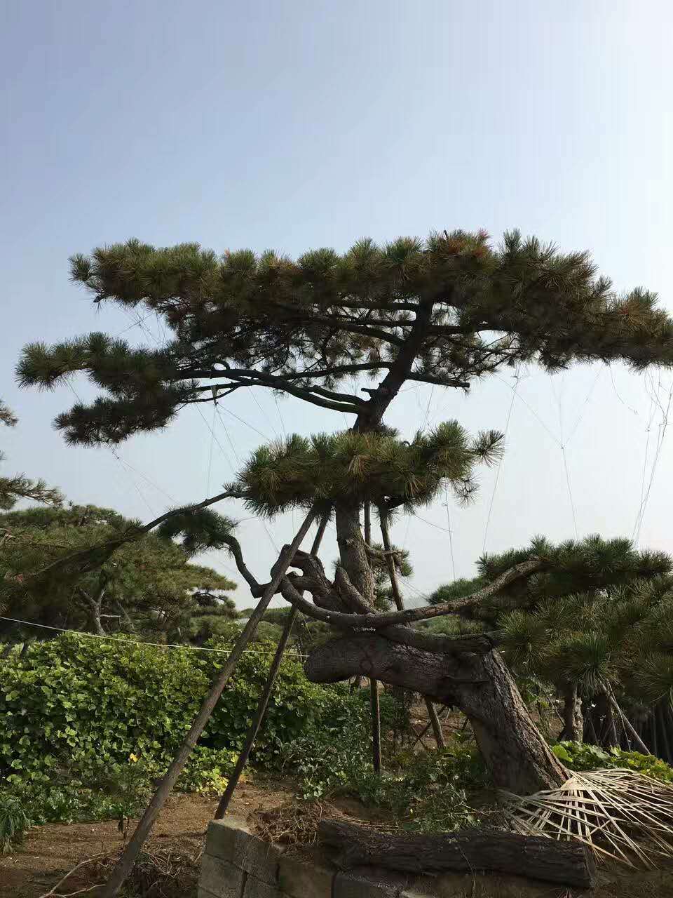 莱芜市油松是城市道路厂家油松是城市道路油松城市道路与街道两侧18663433698