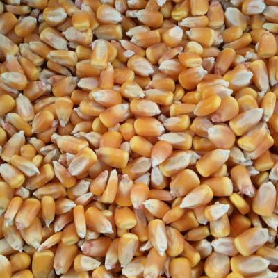 现款求购： 玉米 碎米 麸皮 高粱
