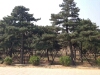 造型松胸径22公分以上培育2年以上造型景观松树。图片