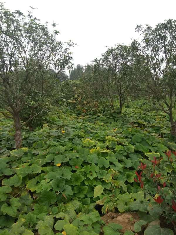 河南广玉兰 浩景农业专业种植图片