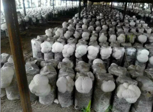 吉林省抚松县 猴头菇批发  灵芝干品供应