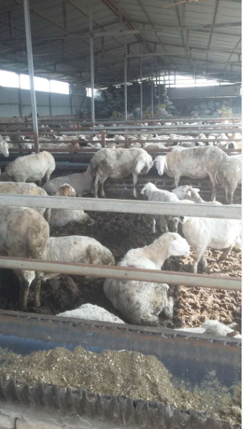 运城绵羊养殖  猪养殖 核桃养殖图片