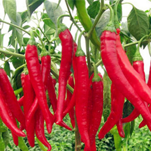红辣椒红辣椒批发价格红辣椒那离好红辣椒的种植方法红辣椒的用途