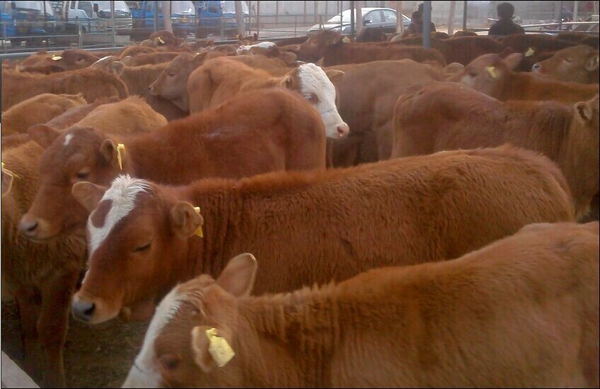 小黄牛山东省肉牛养殖场出售小黄牛犊小黄牛养殖场联系方式
