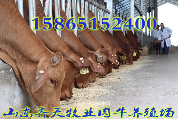 菏泽市小黄牛厂家山东省肉牛养殖场出售小黄牛犊小黄牛养殖场联系方式