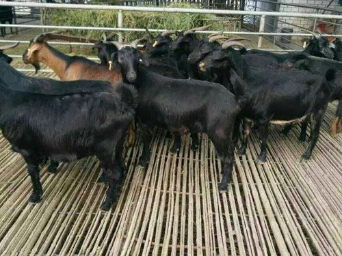 常年出售努比亚纯种黑山羊，黑山羊多少钱？ 出售努比亚黑山羊图片