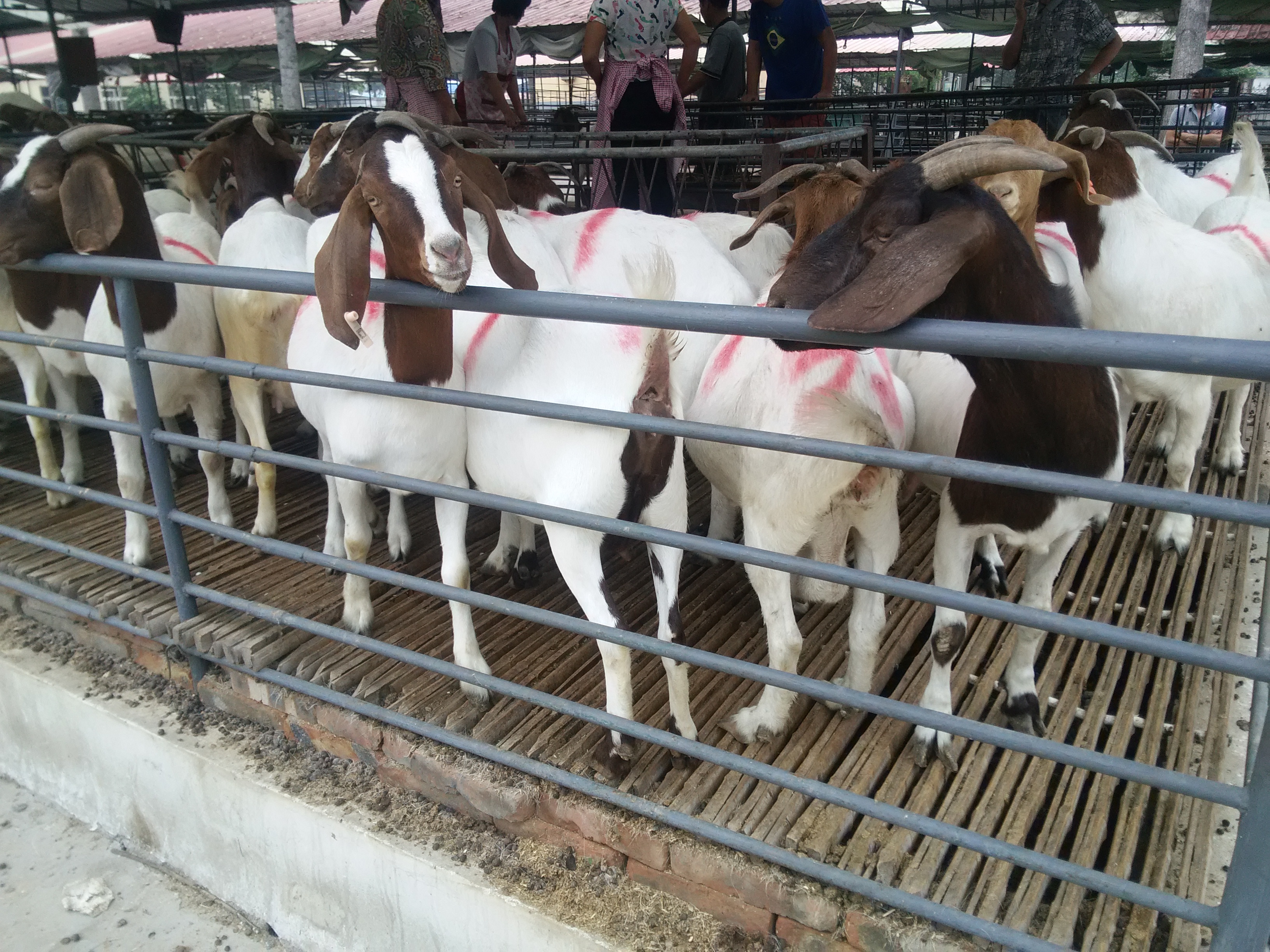 菏泽市纯种波尔山羊厂家大量出售纯种波尔山羊，波尔羊价格，