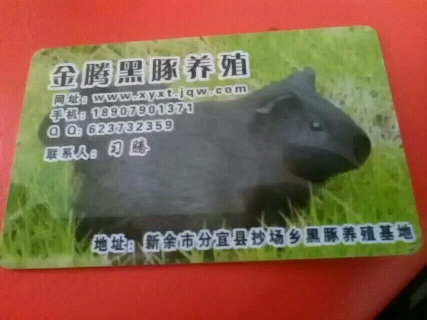 萍乡黑豚技术 萍乡黑豚养殖技术 萍乡黑豚养殖养殖场地址