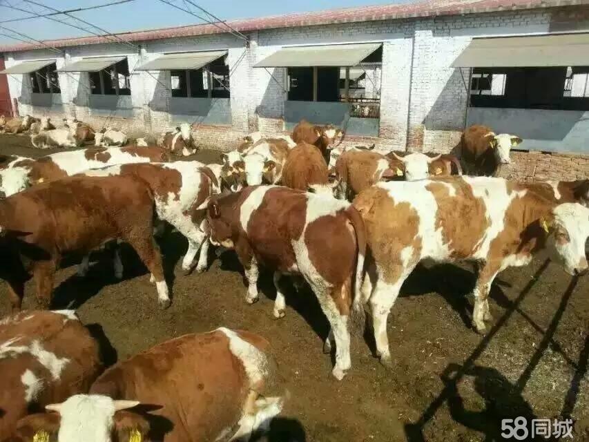 肉牛、育肥牛养殖出售，肉牛、育肥牛批发，肉牛、育肥牛价格 山东肉牛、育肥牛养殖出售