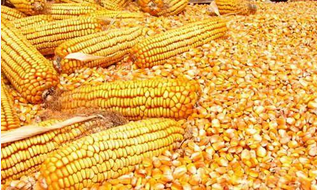 黑龙江玉米供应  玉米引进新技术   种植新技术