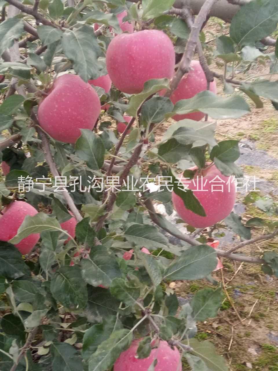 75#红富士苹果 一级果 着色率80%以上 甘肃静宁红富士9枚礼盒装图片