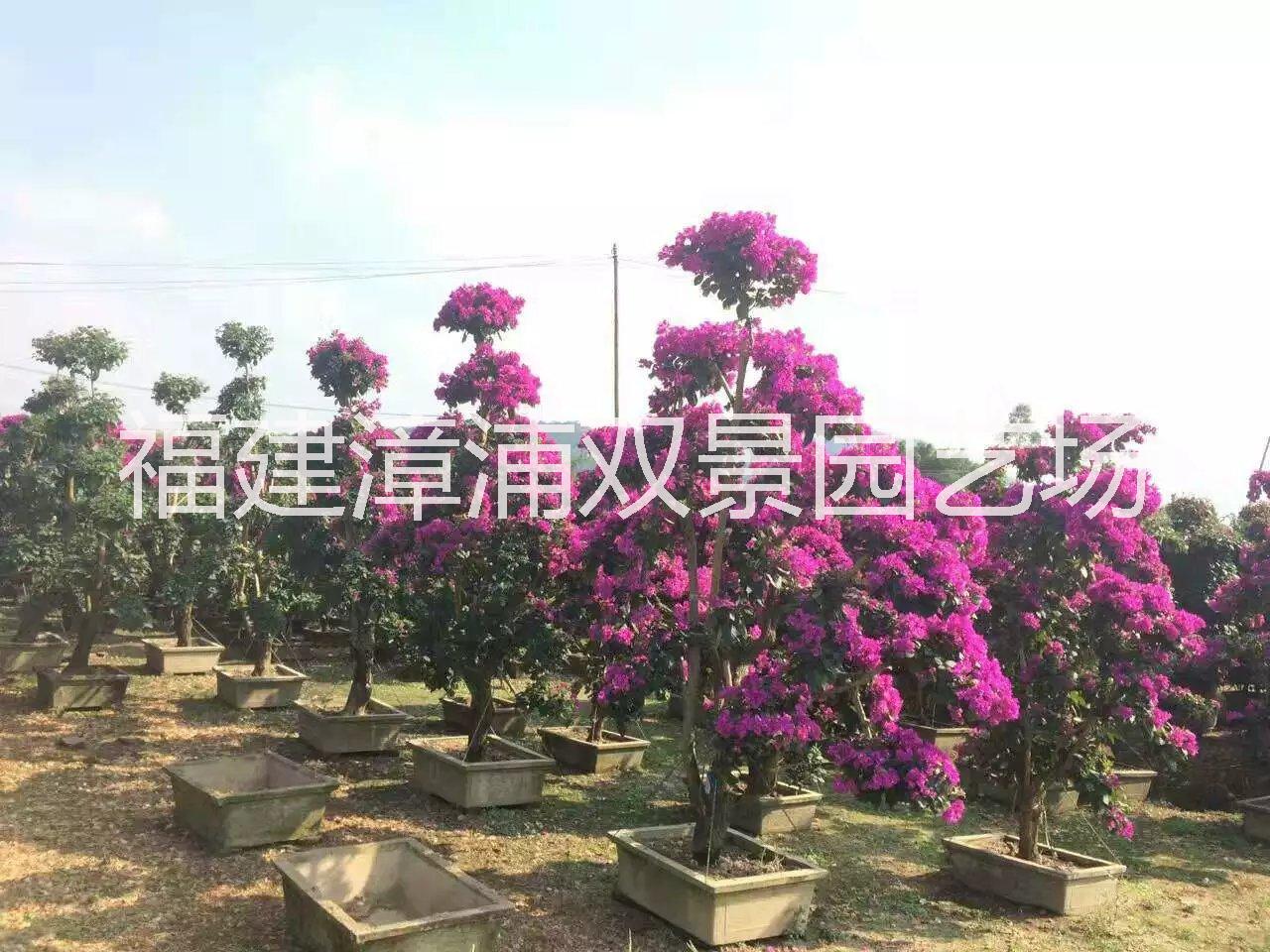 福建漳州供应三角梅，造型三角梅， 三角梅桩景图片