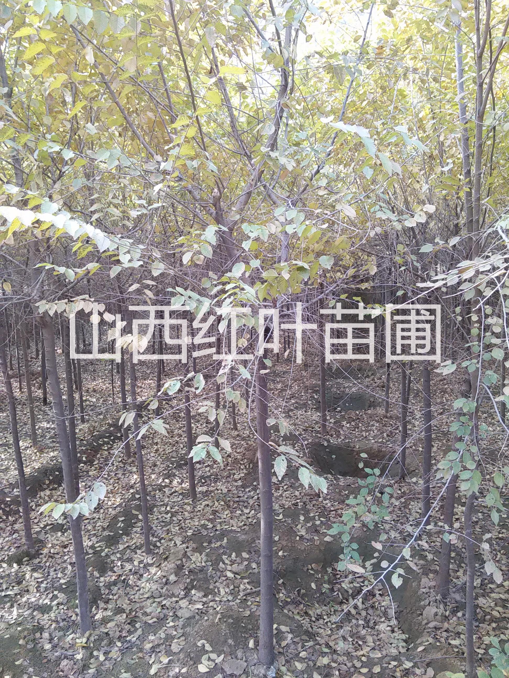 杏花槐培育基地，四川杏花槐价格，四川杏花槐种植技术