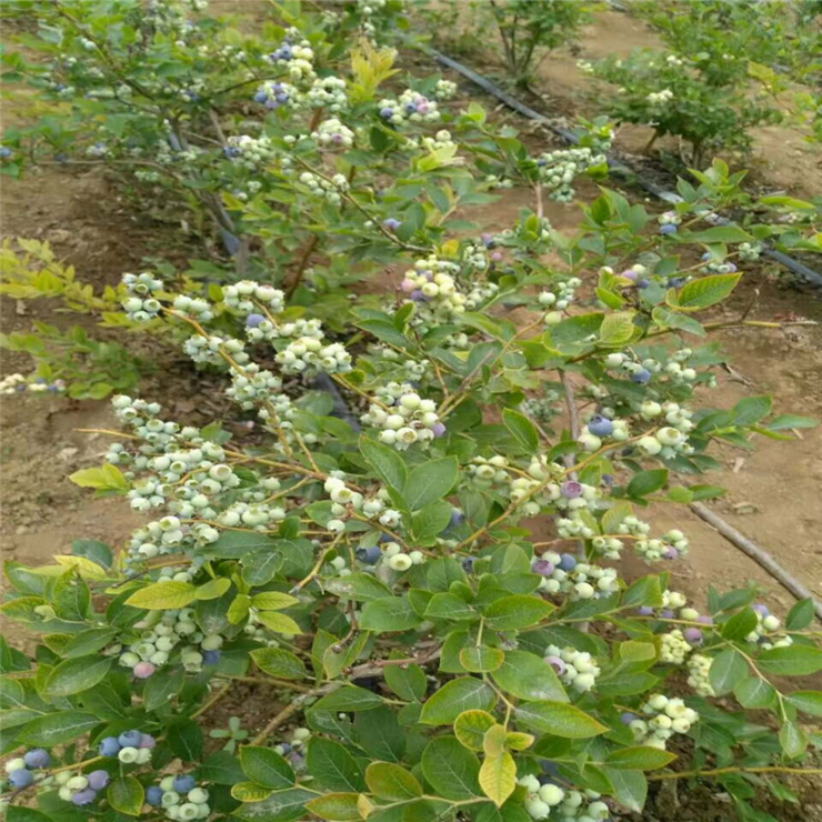 润秀基地批发优质蓝莓苗 盆栽蓝莓 当年结果质蓝莓苗 品种齐全￥蓝莓苗批发