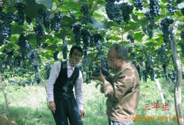 怀化市优质酿酒葡萄厂家厂家大量供应 优质酿酒葡萄