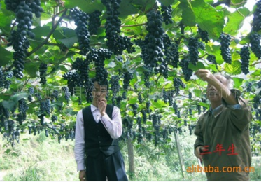 怀化市葡萄厂家