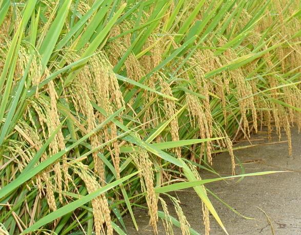 厂家专业种植销售黑龙江977水稻