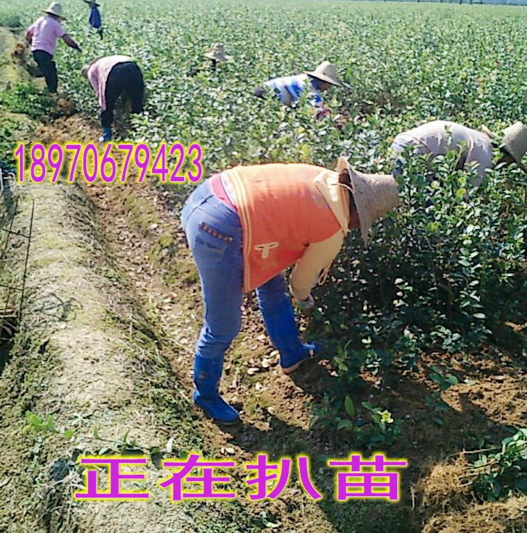 油茶树苗江西嫁接高产油茶树苗,正宗嫁接优质油茶大苗当年可结果,产量高