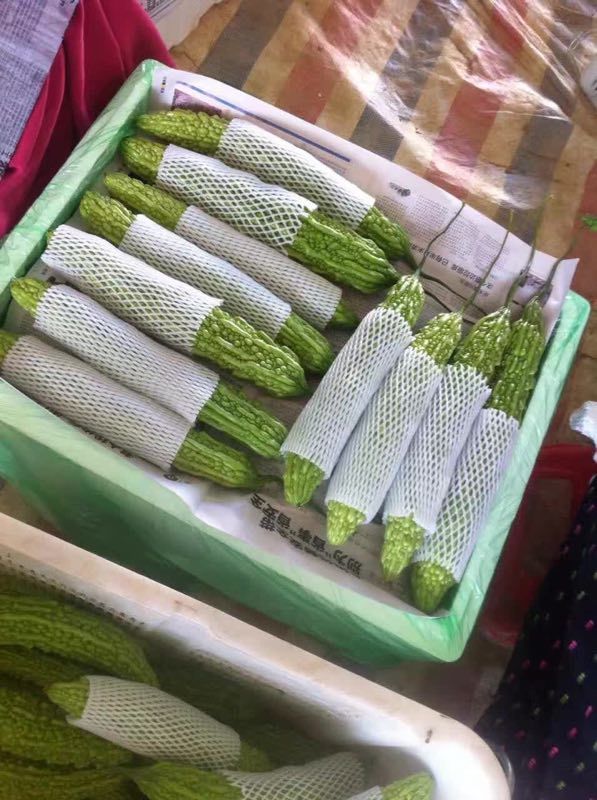 彭州市新鲜蔬菜供应    各种蔬菜批发销售