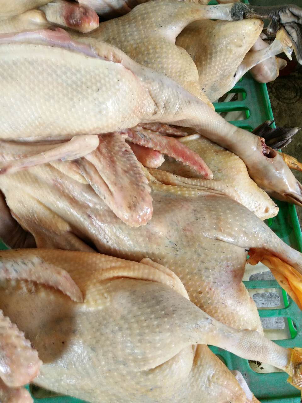 天柱县骡鸭科技繁殖场专业养殖贵州肉鸭图片