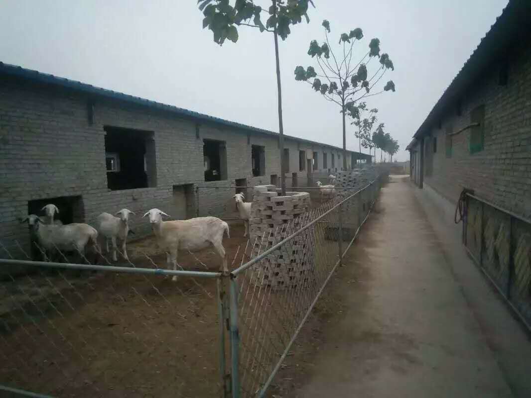 襄汾县羊肉销售   羊肉供应