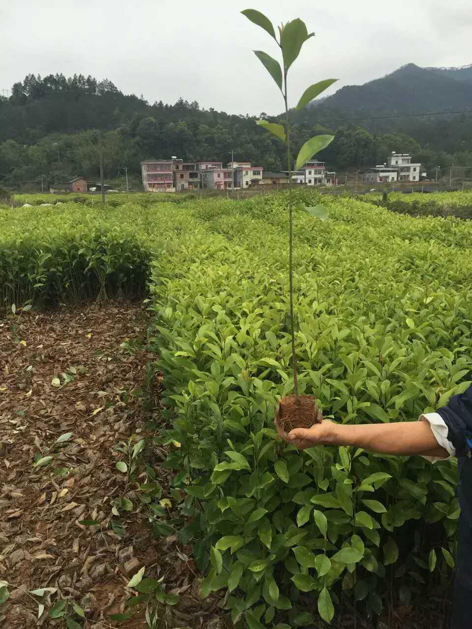 广西火力楠种植基地