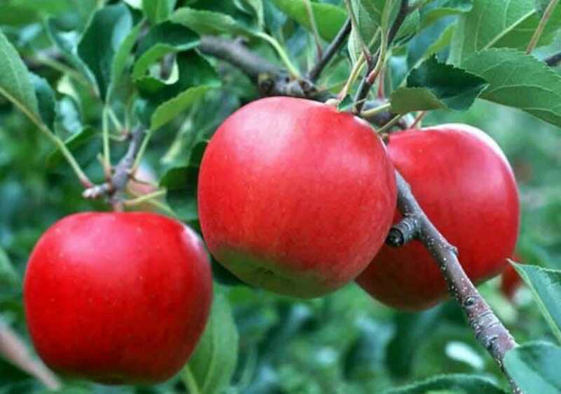 红肉苹果苗成骏园艺出售矮化苹果苗 短枝苹果树苗 红肉苹果苗易采摘嫁接苹果苗 早熟高产苹果