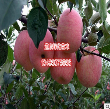厂家批发国光苹果苗直销 矮化品种 水果树苗 适应性强