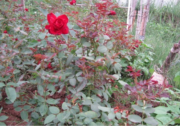 云南卡罗拉玫瑰苗基卡罗拉玫瑰苗供应直销卡罗拉玫瑰苗基地出售卡罗