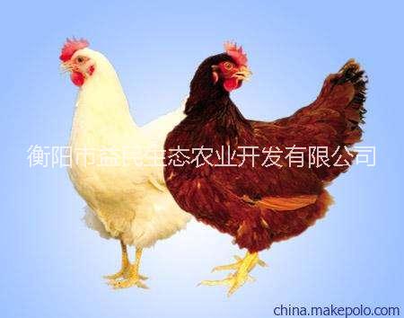 衡阳市海兰褐 海兰灰蛋鸡苗 产蛋率高厂家
