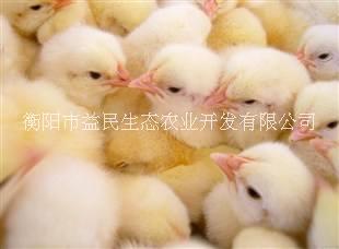 海兰褐 海兰灰蛋鸡苗 产蛋率高批发