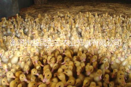 北京烤鸭 长速快 养殖风险小 提供技术指导  樱桃谷鸭 混合苗 出壳苗图片