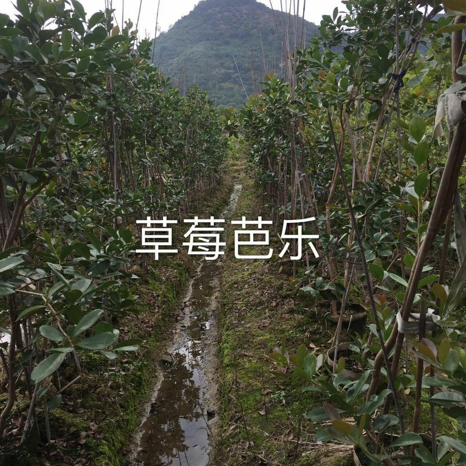 漳州市草莓芭乐苗厂家