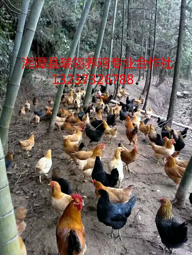 湖南生态放养土鸡养殖基地湖南生态放养土鸡出售生态放养土鸡供应直图片