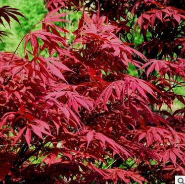 厂家批发绿化工程苗 彩色植物 日本红枫小苗 红枫苗木 红枫树苗 红枫苗图片