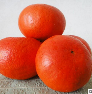 桂林市世纪红柑橘苗厂家厂家供应一年生宽皮世纪红苗 世纪红柑橘苗 果树柑桔苗无病毒