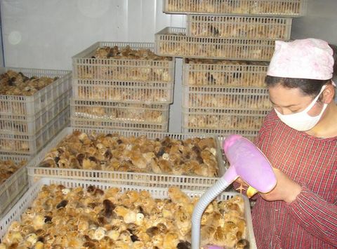 西安哪里出售鸡苗陕西飞翔禽业供应西安哪里出售鸡苗陕西飞翔禽业供应