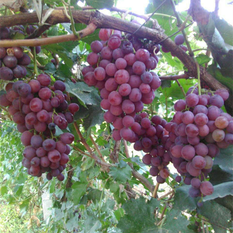 武威市红提葡萄厂家红提葡萄农家自种红提子 新鲜水果5斤装 富硒红提现摘现发全包邮
