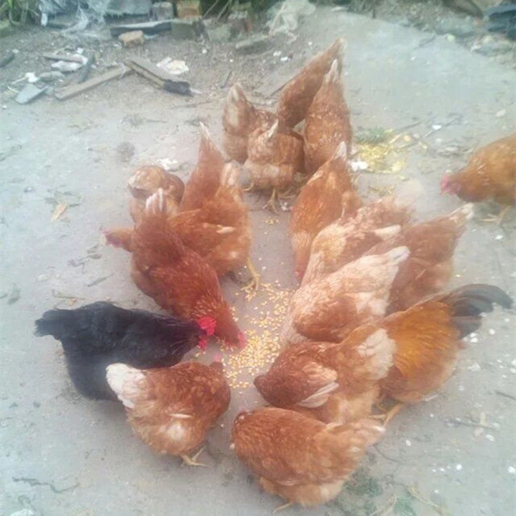 武威市农家散养老母鸡厂家