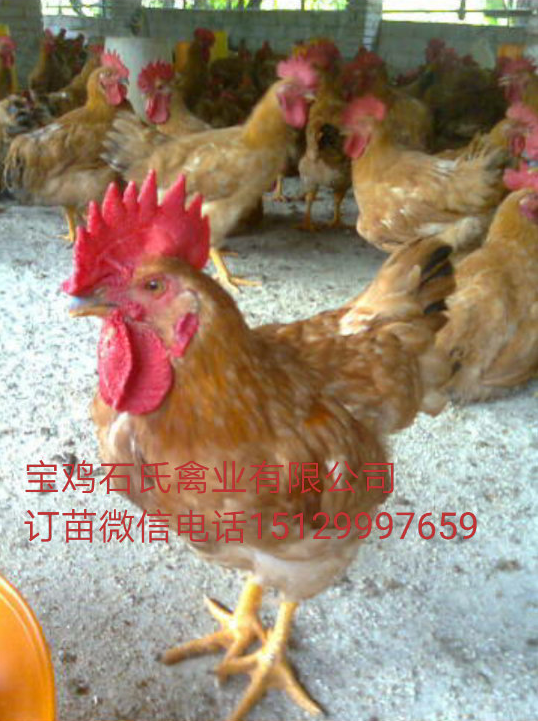 宝鸡市宝鸡那里出售鸡苗陕西飞翔禽业供应厂家宝鸡那里出售鸡苗陕西飞翔禽业供应