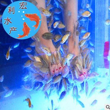 广州市3-5cm温泉鱼苗出售厂家【特价包邮】3-5cm温泉鱼苗出售 鱼类 亲亲鱼批发 供应亲亲鱼苗