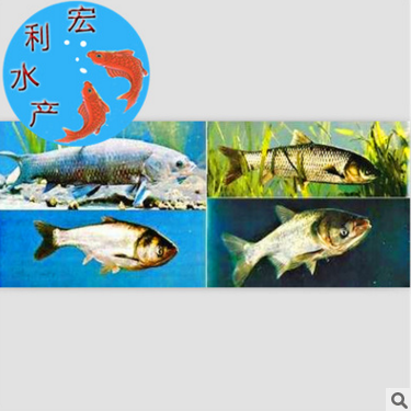 【火热销售】水产养殖四大家鱼 鳙鱼苗 草鱼苗 鲢鱼苗 青鱼苗