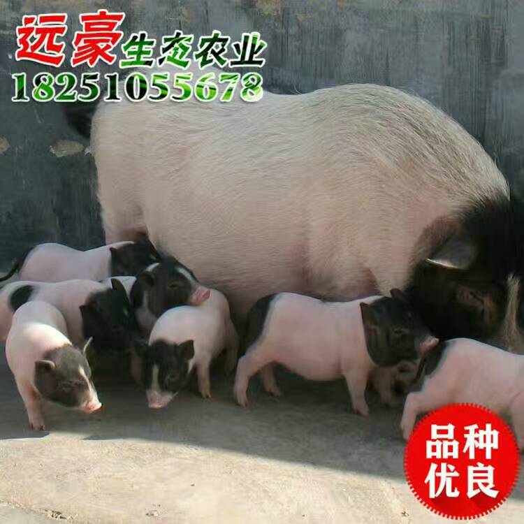 供应安徽三元小仔猪价格  纯种巴马香猪 迷你宠物猪  香猪图片