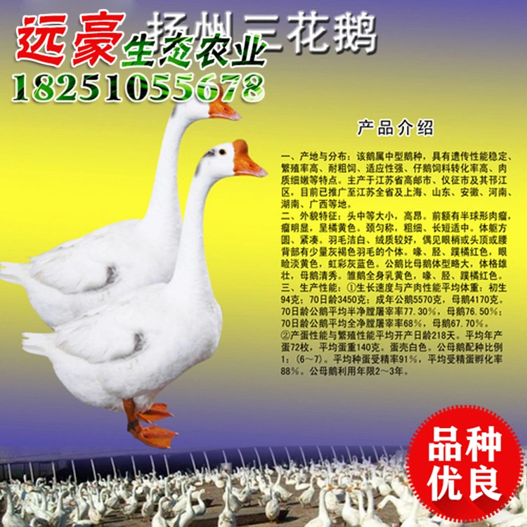 批发扬州三花鹅 养殖基地专业孵化 品种齐全 扬州白鹅量大优惠 扬州盐水鹅图片
