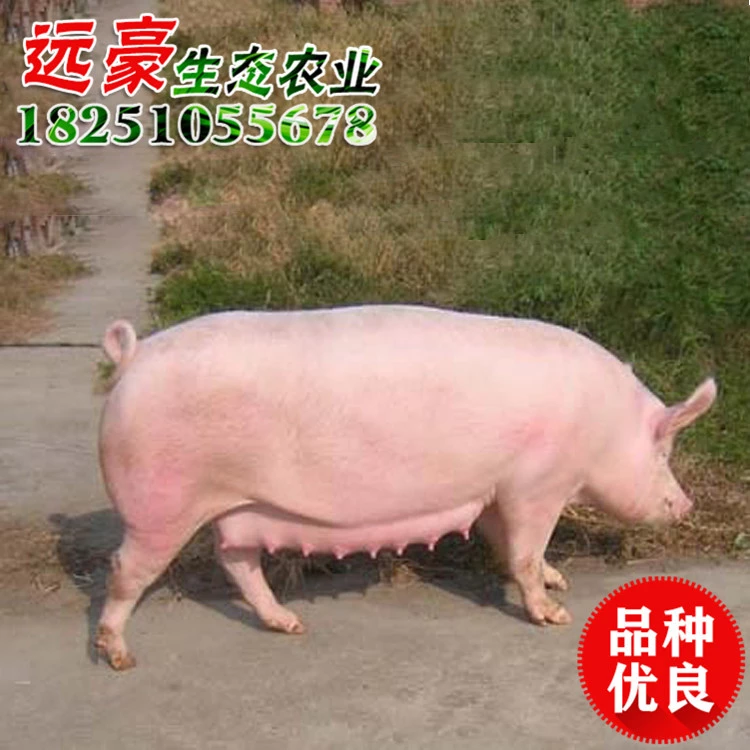 厂家批发二元母猪 小母猪 长大二元母猪保证质量长白母仔猪 二元母猪价格图片