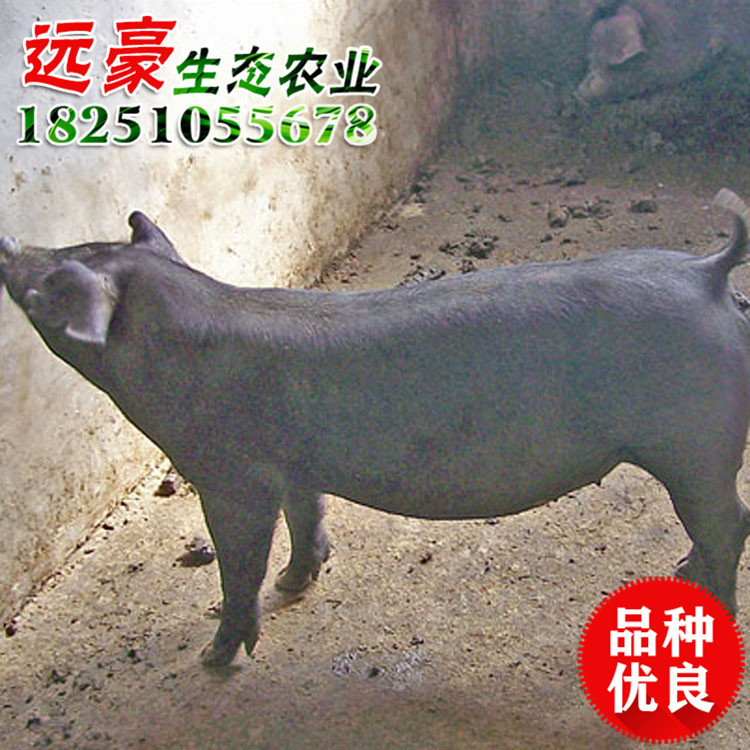 批发苏太湖猪 苏太猪 太湖猪提供养殖技术品种齐全图片