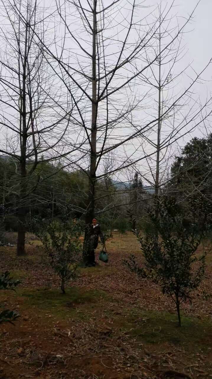 桂林市农户24公分桂花银杏树绿化苗木厂家