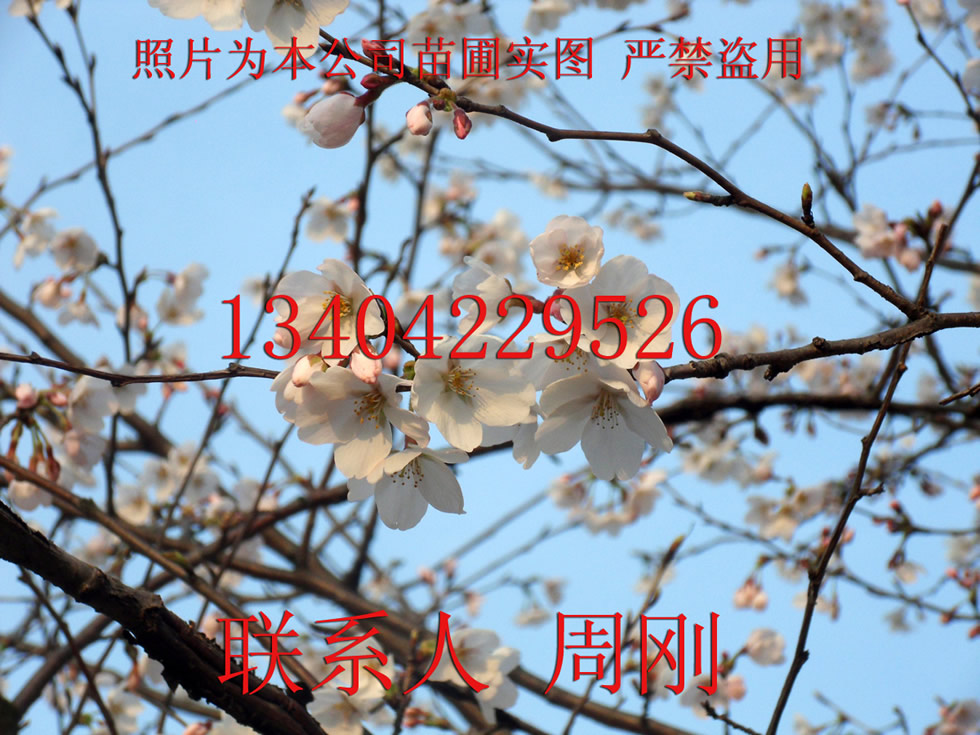 苏州樱花树、日本樱花、染井吉野樱、日本晚樱、苏州苗圃图片