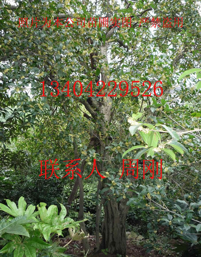 苏州桂花树种植基地、金桂、银桂批发