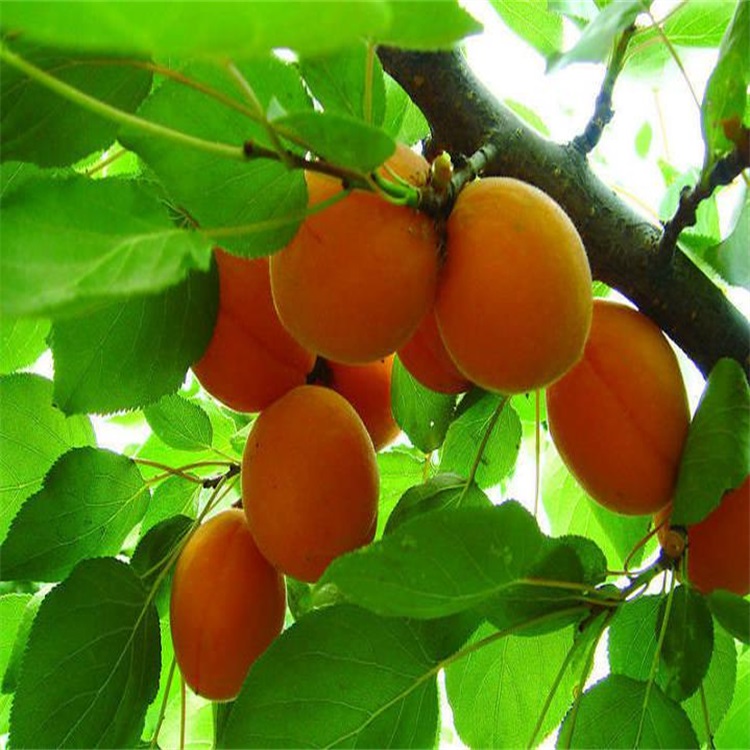 杏树苗 山东当年一公分杏树苗价格 那个品种的杏树苗口感好包成活图片